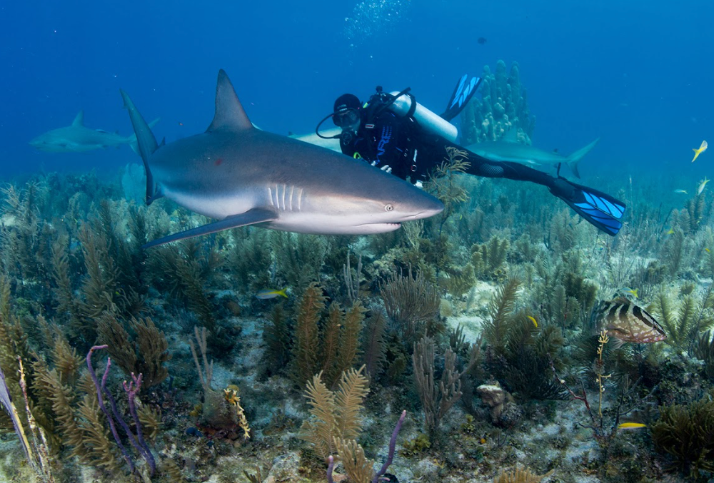 Dive Into Adventure: Top 10 Dive Destinations for Scuba Diving Beginners