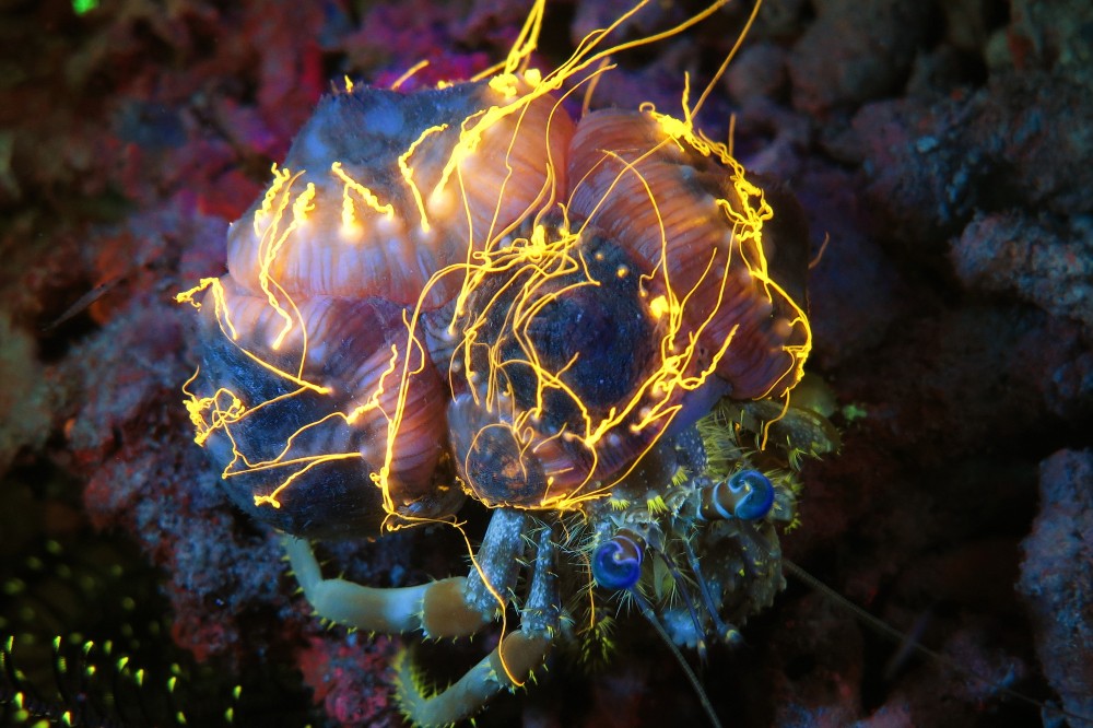 The Thrill of Night Diving: Discovering Nocturnal Marine Life