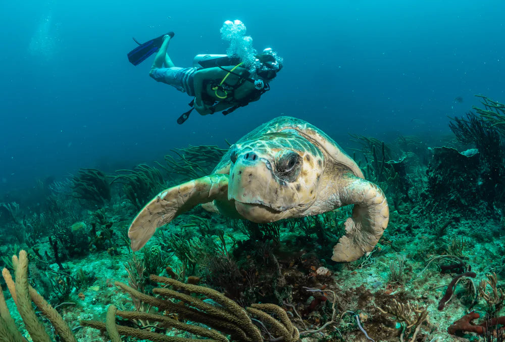 Exploring the Depths: Unveiling the Wonders of Scuba Diving
