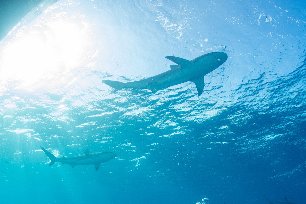 Diving with Sharks: Myth vs. Reality - A Deep Dive into the Fascinating World of Shark Encounters